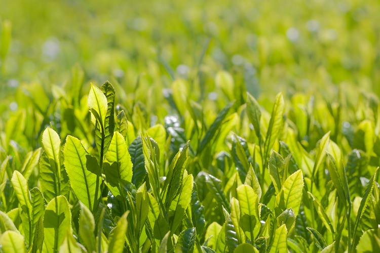 Organic Green Tea Benefits